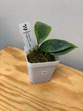 Load image into Gallery viewer, 23. Hoya Ally (Memoria x IR26)