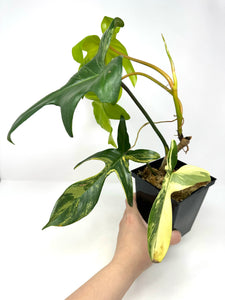 Philodendron Florida Beauty K
