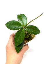 Load image into Gallery viewer, Hoya Sanguine (Mindorensis x Erythrostemma)