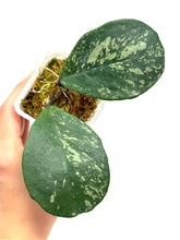 Load image into Gallery viewer, Hoya Obovata Splash