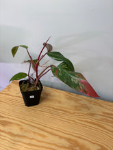 Load image into Gallery viewer, 122. Philodendron Strawberry Shake