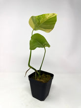 Load image into Gallery viewer, Monstera Deliciosa Aurea Variegated B