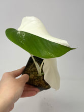 Load image into Gallery viewer, Monstera Deliciosa Albo Variegated J