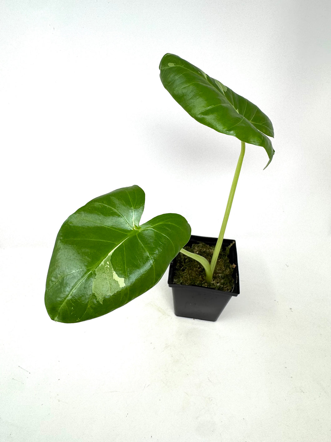 Alocasia Maccrorhiza Variegated E