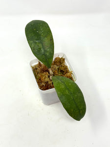 Hoya Lambii Silver G