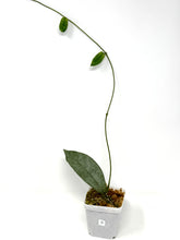 Load image into Gallery viewer, Hoya Mitrata Silver G