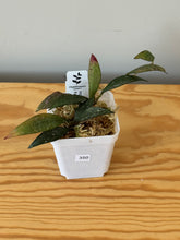 Load image into Gallery viewer, 350. Hoya Parviflora Splash