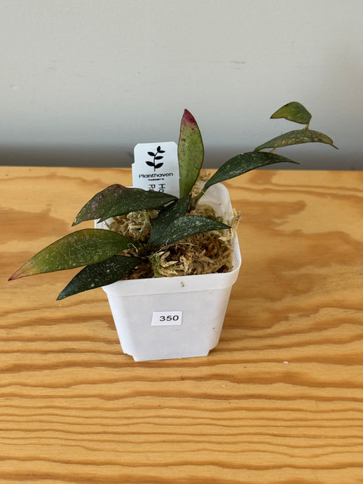 350. Hoya Parviflora Splash