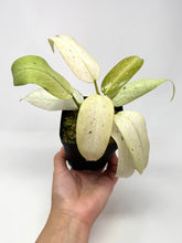 Load image into Gallery viewer, Philodendron Whipple Way A