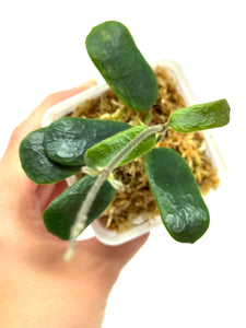Hoya Rotundiflora