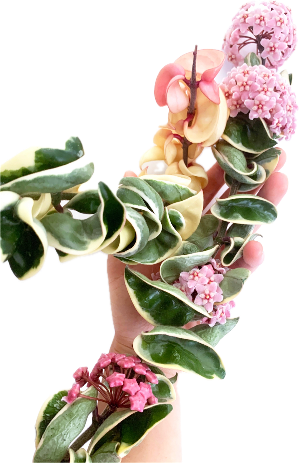 Hoya Carnosa Compacta Albo Variegated – Planthaven Toronto Hoya Carnosa Compacta Albo Variegated – Planthaven Toronto