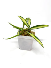 Load image into Gallery viewer, Hoya Kentiana Variegated