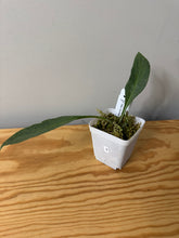 Load image into Gallery viewer, 3. Hoya Nicholsoniae New Guinea Ghost