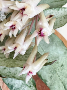 Hoya Mitrata Silver E