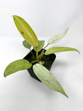 Load image into Gallery viewer, Philodendron Whipple Way E