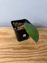 Load image into Gallery viewer, 10. Hoya Clandestina