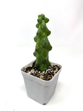 Load image into Gallery viewer, Myrtillocactus Geometrizans Fukurokuryuzinboku 'Boobie Cactus' - Ships within Canada only