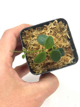 Load image into Gallery viewer, Hoya Tengchongensis