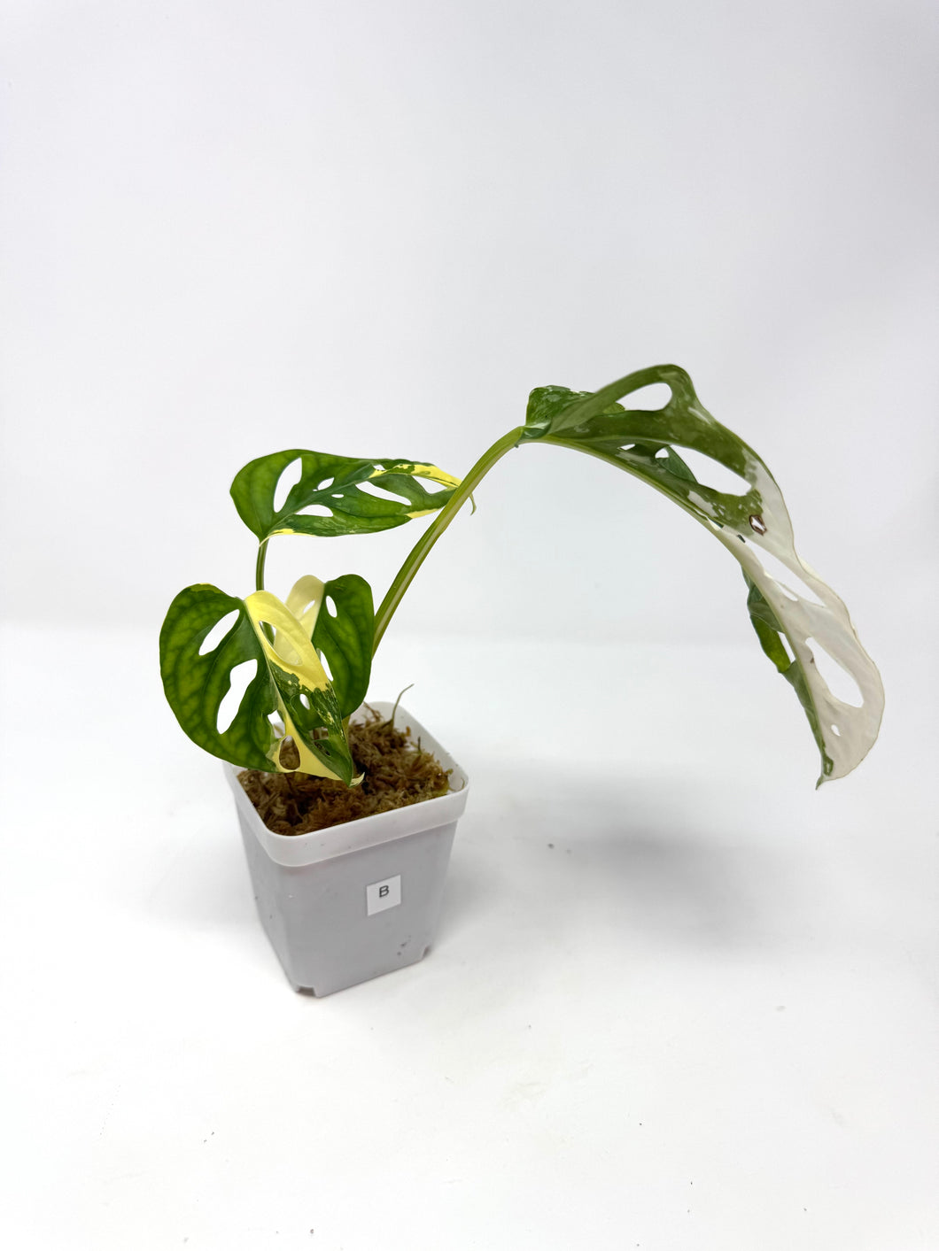 Monstera Adansonii Variegated B