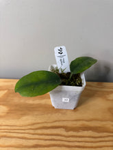 Load image into Gallery viewer, 17. Hoya Albiflora
