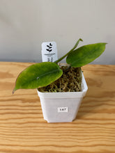 Load image into Gallery viewer, 147. Hoya Inflata