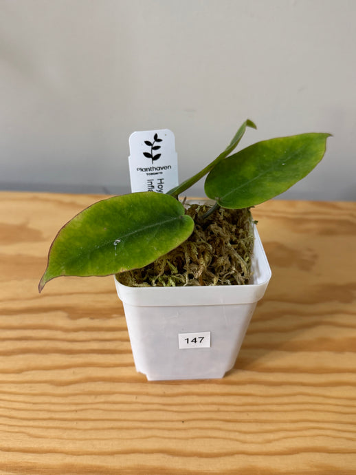147. Hoya Inflata