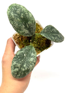 Hoya Waymaniae ‘Cloudy Sky’