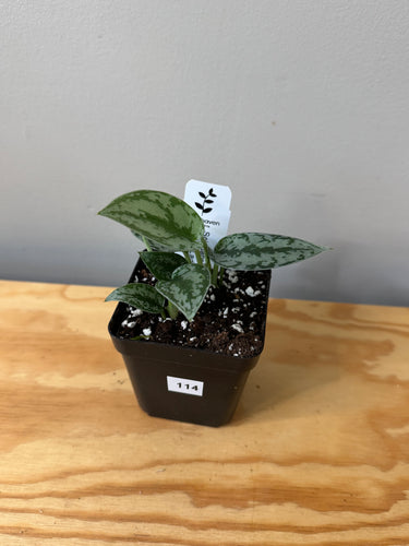 114. Scindapsus Silver Lady