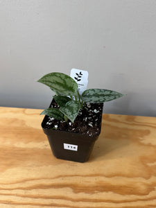 114. Scindapsus Silver Lady