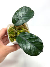 Load image into Gallery viewer, Hoya Villosa