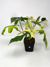 Load image into Gallery viewer, Philodendron Florida Beauty C