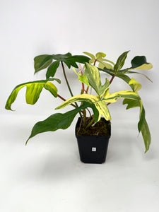 Philodendron Florida Beauty C