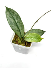 Load image into Gallery viewer, Hoya Mitrata Silver B