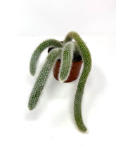 Load image into Gallery viewer, Cleistocactus Colademononis “Monkey Tail Cactus” Large Plant (Long hair variant) - Ships within Canada only