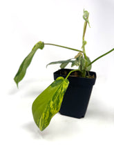 Load image into Gallery viewer, Philodendron Florida Beauty A