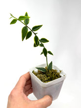Load image into Gallery viewer, Hoya Bella Albo Variegated