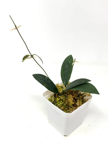 Hoya Dragon Wing (GPS7240 Hybrid)