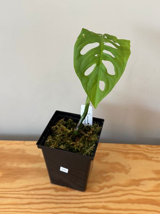 342. Monstera Esqueleto
