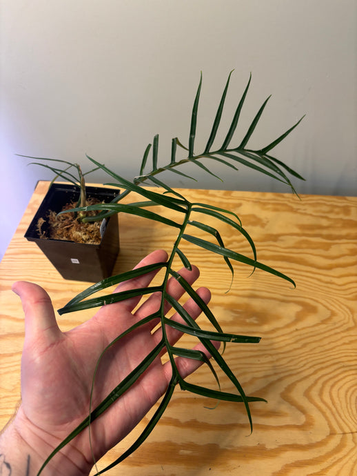 209. Philodendron Tortum