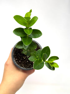 Hoya Densifolia