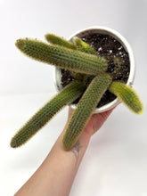 Load image into Gallery viewer, Cleistocactus Winteri “Golden Rat Tail” 6” Hanging Basket - Ships within Canada only