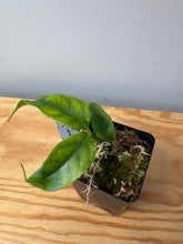 Load image into Gallery viewer, 183. Hoya Cystiantha