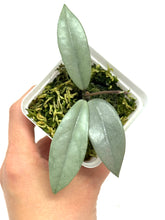 Load image into Gallery viewer, Hoya Wilbur Graves Silver B