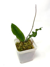 Load image into Gallery viewer, Hoya Erythrina