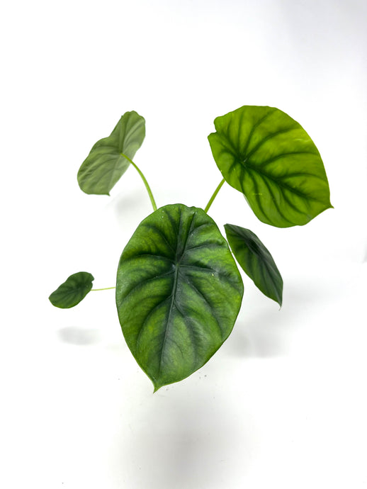 Alocasia Clypeolata ‘Green Shield’