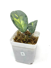 Load image into Gallery viewer, Hoya Carnosa Argentea Princess C