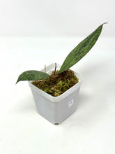 Load image into Gallery viewer, Hoya Lambii Silver D