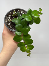 Load image into Gallery viewer, Aeschynanthus Radicans Thai Pink