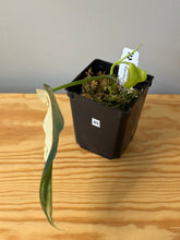 Load image into Gallery viewer, 93. Philodendron Bipennifolium Variegated ‘Violin’