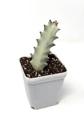 Load image into Gallery viewer, Euphorbia Lactea ‘White Ghost’ (small size) (Ships within Canada only)